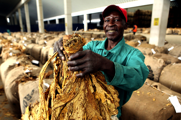 Tobacco farmers are suffering